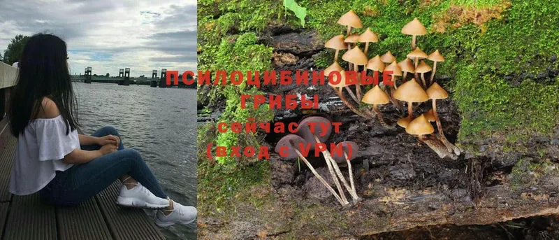 hydra сайт  Ялуторовск  Псилоцибиновые грибы Cubensis 